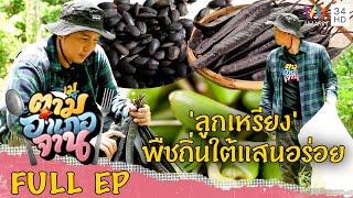 ตามหา 'ลูกเหรียง' พืชถิ่นใต้แสนอร่อย จ.สงขลา | ตามอำเภอจาน | 13 พ.ค.66 Full EP