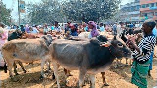 ১০/৩/২৫/আজকে একেবারে কমদামের শুকনো হাড্ডি স্যার লোক এটা করি বলদ গরুর দাম জানবো।