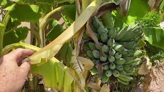 How to identify a flag leaf on a banana plant