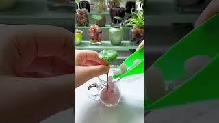 #Home Gardening The lotus leaf #balconyPlanting #LoveLifeLoveGrowingFlowers# copper money grass