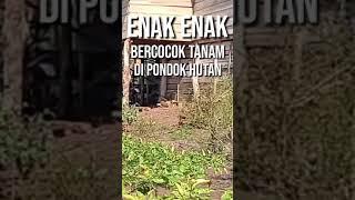 Enak enak || bercocok tanam di pondok hutan - #shorts