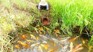 wow amazing! today found and catch a lots o japan koi fish and orenda red carp fish in field