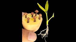 How To Grow Cove Plant At Home || Propagation Of Clove Plant From Clove