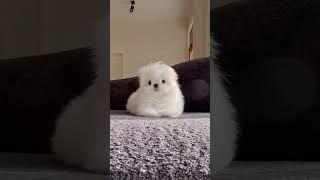  Fluffy Cloud or Puppy? Meet the Cutest White Pekingese!️ #Pekingese#FluffyDog#CutePuppy#DogLover