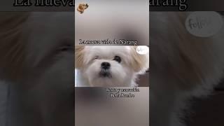 Narang's New Life #animalstories #bellabamba #dogstories #dog