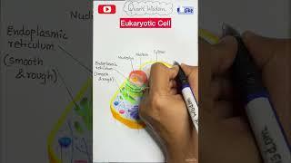 Eukaryotic Cell Structure #shorts