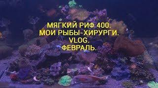 Мягкий риф 400.  Мои рыбы-хирурги. VlOG. Февраль 2020.