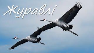 Десь далеко журавлі полетіли | ВПЕРШЕ українською мовою славнозвісна пісня "Журавли"