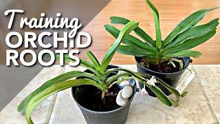 TRAINING RHYNCHOSTYLIS AND AERIDES ODORATA ORCHIDS ROOTS | Training Orchids Roots To Grow Inside Pot