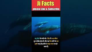 क्या आप ये जानते है इसके बारे मे | #jifacts #factsvideo #amazingfacts