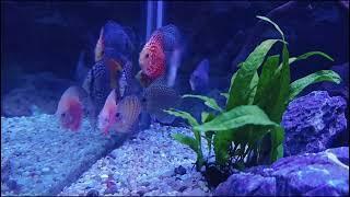 Discus Fish Minjiang Aquarium 6 Feet Fish Tank Setup by Jayapradesh from Crown Aquarium