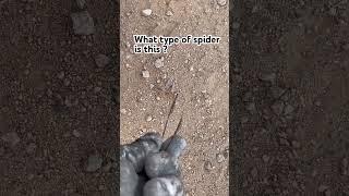 Seen at Edward’s Air Force base in California #trending #fyp #viral #spider