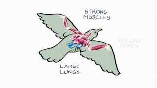 How Do Birds Fly?