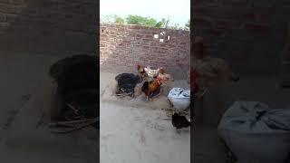 hen's Aliwal pigeon lover #pigeon #aliwal #hens #viral