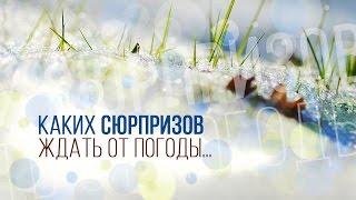 В Кузбассе погибнет урожай?! / VSE42.RU