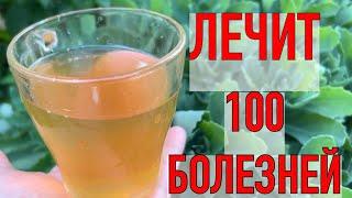 ЛЕЧИТ 100 БОЛЕЗНЕЙ: печень, почки, бронхит, грипп, кашель, чистит кровь, укрепляет иммунитет