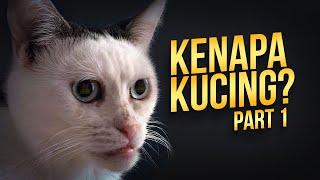 Yang 𝗠𝘂𝗻𝗴𝗸𝗶𝗻 Belum Kamu Ketahui Tentang Kucing 01 #AlamSemenit