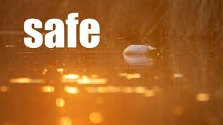 safe (morphic field)