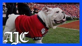 A day in the life of UGA's mascot Uga X, or Que