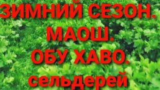 Сельдерей Фенланд. кор дар Англия. работа в Англия. 2023. зимний сезон. кор тамом шид.