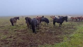 Icelandic horses #horserider #dressagehorse #equestrianstyle #equinephotography #paard #