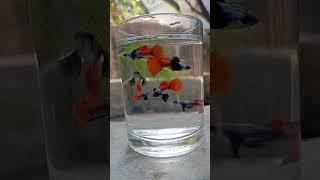 PLATINUM RED TAIL DUMBO EAR ️#platinumredtaildumboear #guppy #guppyfish #guppies #exoticguppies