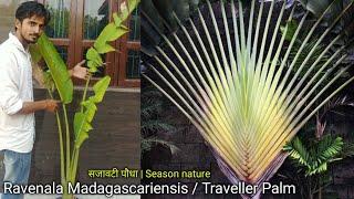 How to grow & care Ravenala Madagascariensis / Traveller Palm | ट्रैवलर पाम को लगाना और उसकी देखभाल