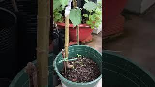 The Growth Journey of Fig Trees: The Joy of Planting | Episode 485