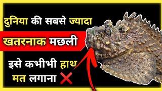 Most Dangerous Fish In the World in Hindi - Stone Fish | Most Toxic Fish In The World #stonefish