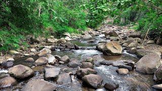 Banish Fatigue With Peaceful River Flowing Through Lush Forest - Relaxing Waters Flowing Over Rocks