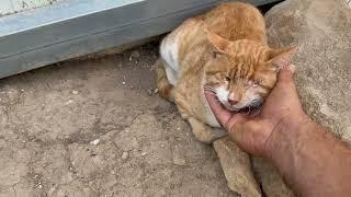 No One Wants to Adopt Stevie Because He's Blind! - Takis Shelter