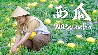 This summer can’t be without watermelon【滇西小哥】