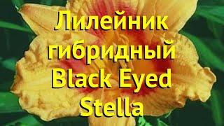 Лилейник гибридный Блэк Айд Стелла. Краткий обзор, описание hemerocallis Black Eyed Stella