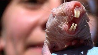 Fascinating Footage of Naked Mole Rat Surviving Without Oxygen