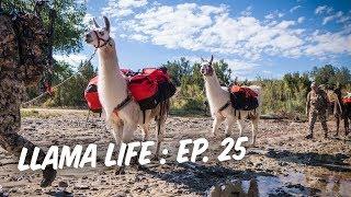 More Llama Saddle Building - Ep.25 - Llama Life