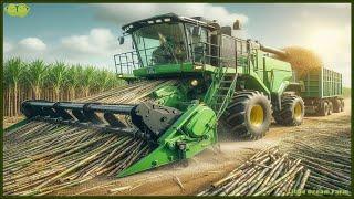 Sugar Mega Factory: Harvesting & Producing Billions of Tons from Sugarcane and Sugar Beets