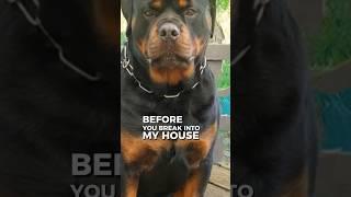 Never enter this dogs house :) #dogvideo