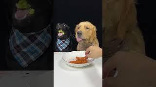 Cute Sweet Labrador and Golden eat Breakfast. Oh My God It Smells So Good. Cute Dog Debut Plan