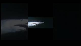 Goblin shark edit #sharkedits #goblinshark