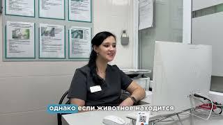 « Что такое стационар для животных и зачем он нужен? 