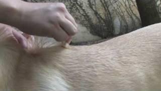 How to Apply Frontline for Dogs