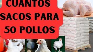 Evita errores: cuánto alimento necesitas para 50 pollos