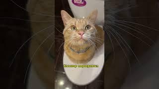 А у вас есть такая песочница? #cat #рыжийкот #кот #котики #питомцы #юмор #забавныеживотные