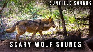 10 Hours of Scary Wolf Howling | Animal Sounds with Peter Beaten