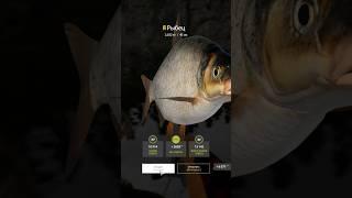 РЫБЕЦ ТРОФ РР4 ЛАДОЖСКОЕ озеро - Русская Рыбалка 4 | RUS FISHING 4  #русскаярыбалка4 #рр4