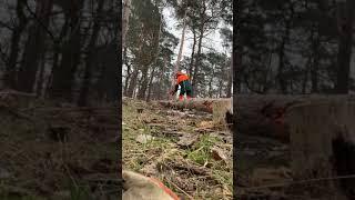 Stihl Fällheber im Einsatz