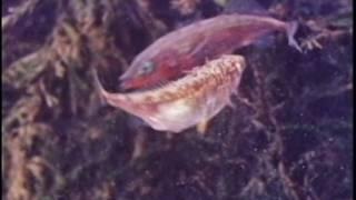 Behavior of the Stickleback