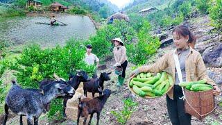 Grow Your DREAM Farm with Cucumbers, Aquaculture, and Animals!