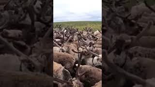 Оленей готовят для упряжки к переезду стойбища. #reindeer #north #nomads