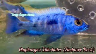 MALAWI CICHLIDS- HAPS [Trop Aquarium] (Singapore) last upd. 29.11.24